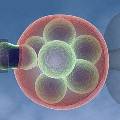 Проверка эмбрионов на наличие аномалий совершенно безопасна