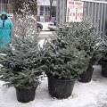 На Украине можно воспользоваться прокатом живых елок