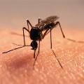 Биологи раскрыли секрет любви комаров к человеку