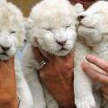 В Ялтинском зоопарке родились редчайшие белые львята