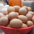 Учёные рассказали о пользе куриных яиц