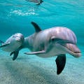 «Распознавалки» музыки помогли классифицировать сигналы дельфинов